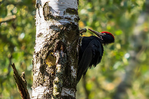 Black woodpecker, dryocopus martius, an Animal Photo by Fascinadora