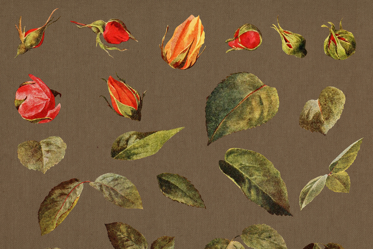 38 Vintage Rose Clip Art Graphics, an Illustration by The Digital Download Shop (Photo 3 of 3)