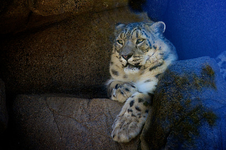 Cosy featuring leopard, rocks, and bedtime