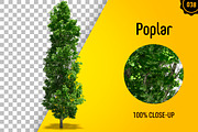 CUT OUT TREES - 60 PCS BUNDLE, a Packaging Mockup by 3DSTORE (Thumbnail 39 of 63)