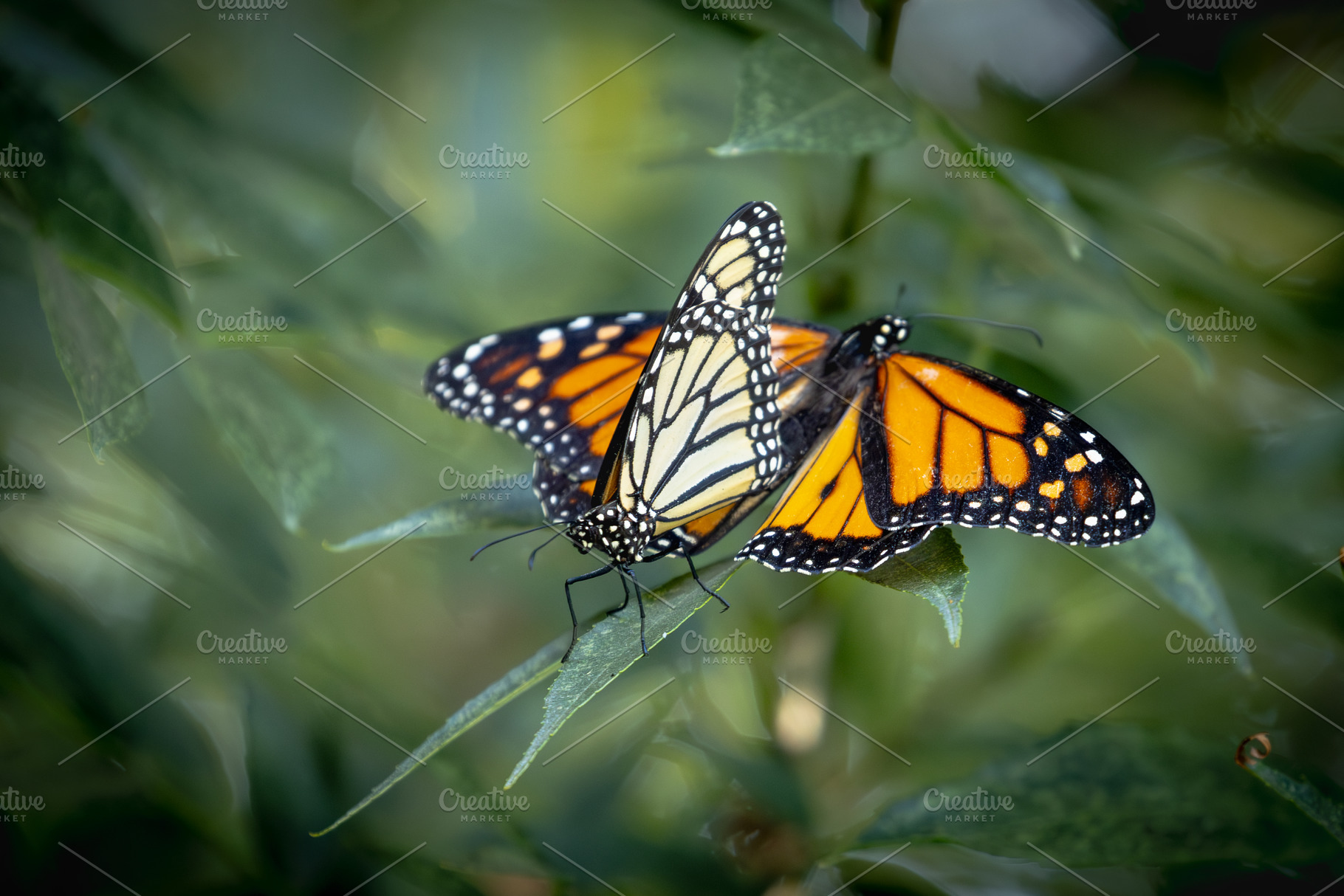 Two Monarch Butterflies on Foliage, a Nature Photo by Andy Dean Photography