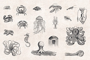 Fishes & Sea Life Engravings Set, a Food Illustration by Graphic Goods (Thumbnail 4 of 7)