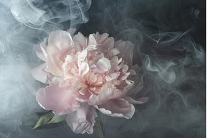 Pink peony blooming in smoke on dark, a Nature Photo by Ylivdesign
