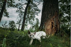 Curious Cat Exploring the Forest, an Animal Photo by Our Amazing World