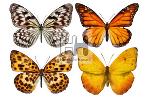 Watercolor Butterflies, 10 Png 2