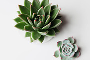 Succulent duo containing succulent, plant, and fresh, a Nature Photo by Light & Grace (Thumbnail 1 of 2)