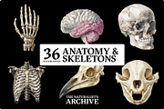 The Naturalist's Archive, an Object Graphic by Jacober Design (Thumbnail 4 of 5)
