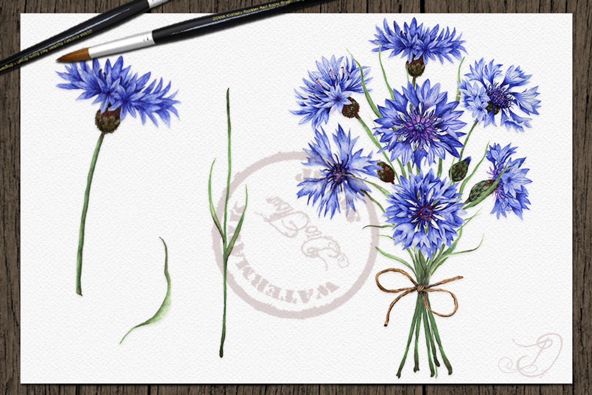 Cornflower illustration, an Illustration by DioFlow (Photo 4 of 5)
