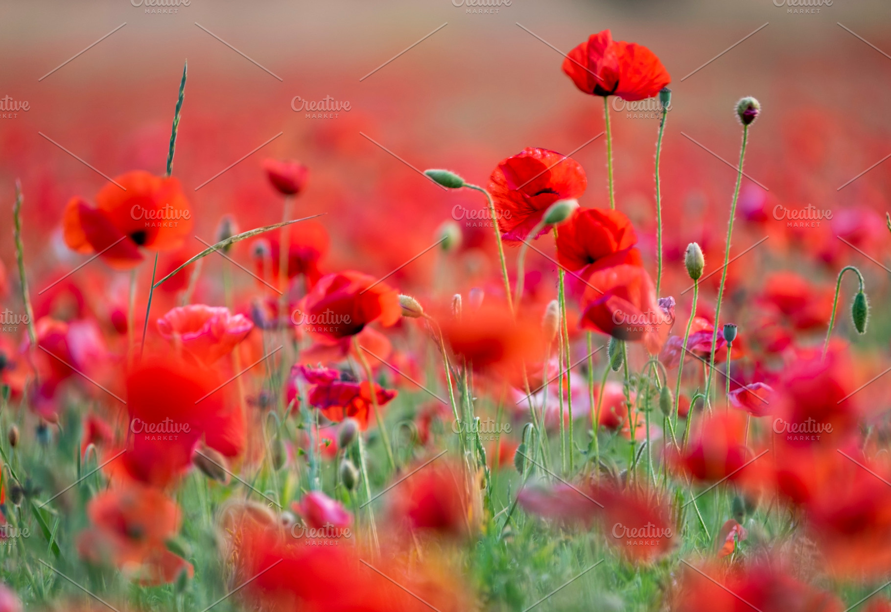 Wild flowers. A field of poppies, a Nature Photo by Atropos Images