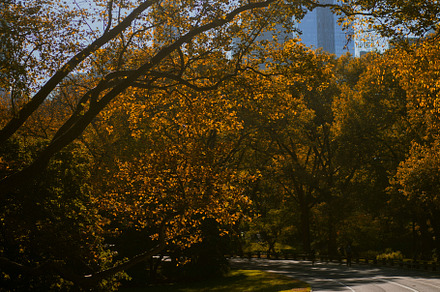 New York City Manhattan Central Park, a Nature Photo by EVA.studio
