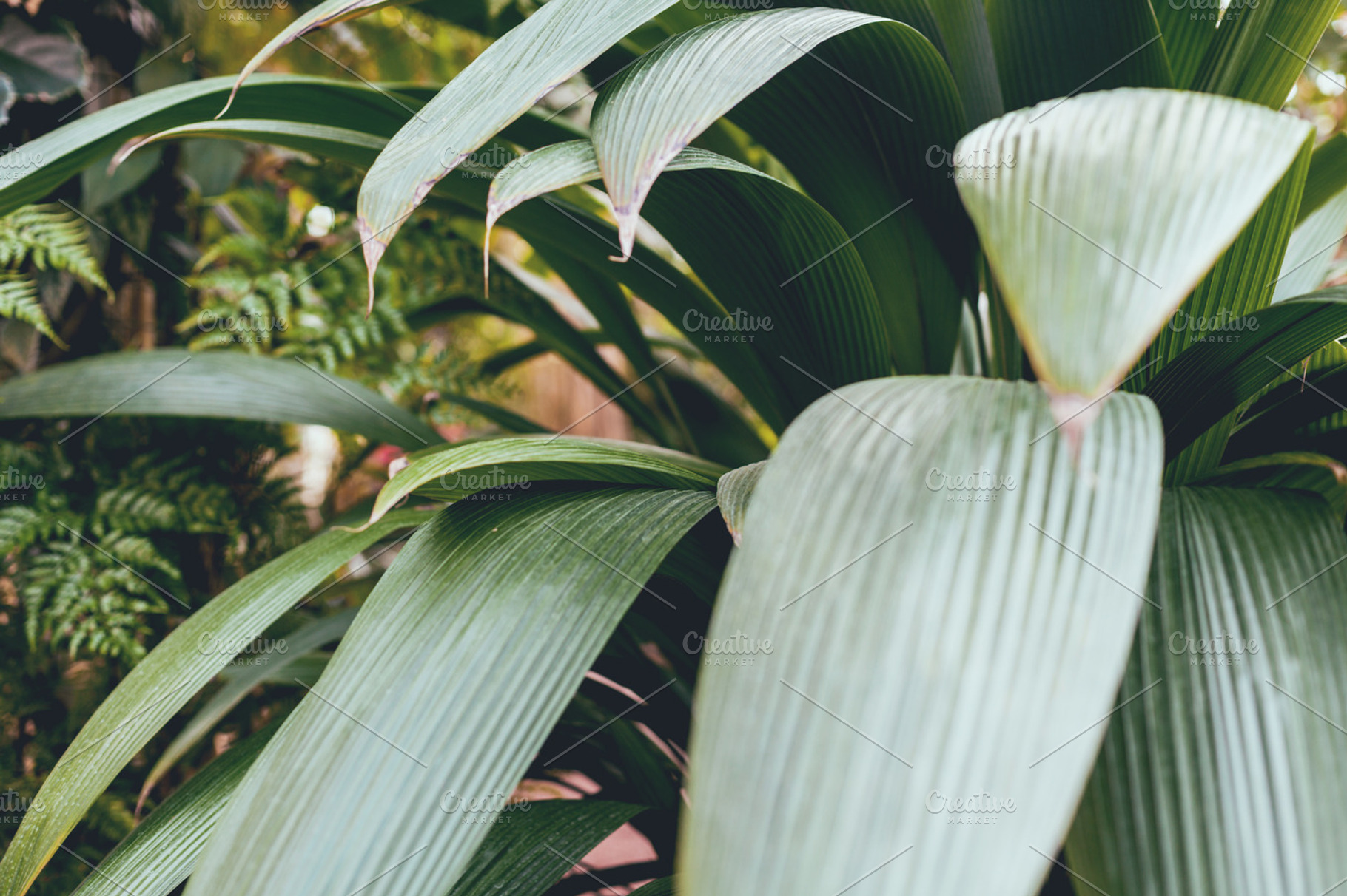 Jungle leafs containing big plant, jungle, and leafs, a Nature Photo by stellarshots