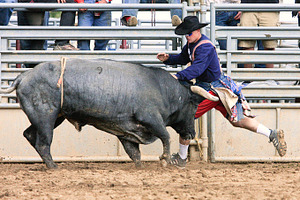 Bull riding stock photo containing bull and animal