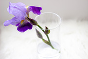 Purple Iris Styled Stock Collection, a Photo by Chalking Up Stock (Thumbnail 10 of 19)
