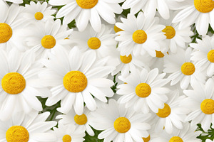 Chamomile Flowers, Top View, Background With Copy Space