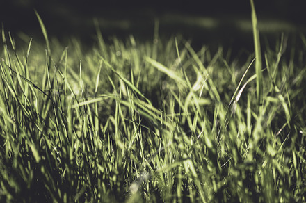 Fresh grass background containing green, lawn, and plant, a Nature Photo by PhotoMarket