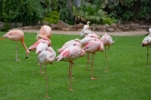 a large flock of birds pink flamingos, a Photo by Pictures for you!!!!!!!!!