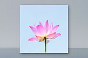 Pink Lotus Flower Wall Art, a Wallpaper Photo by VietArtworks (Thumbnail 1 of 6)