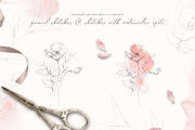 POPPY SUNSET pencil floral sketches, a Decorative Illustration by Yuliia Lashevska (Thumbnail 4 of 10)