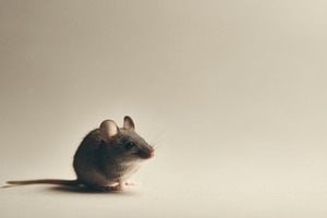 Mouse with Long Tail Curled, an Animal Photo by Virgo Studio
