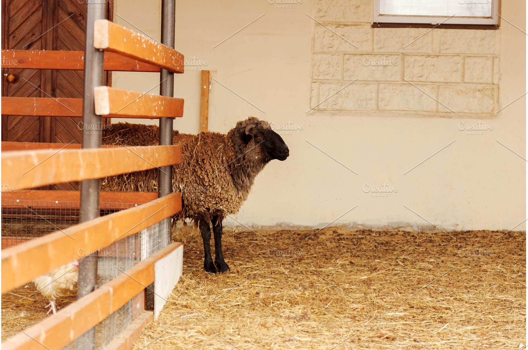 Sheep standing in a barn during, an Animal Photo by darksoul72