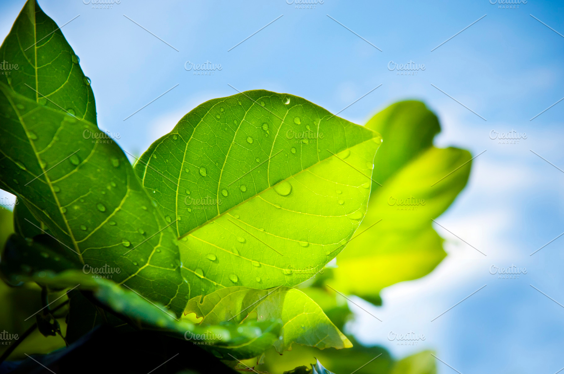 Leaves and Blue Sky, a Nature Photo by THP Creative