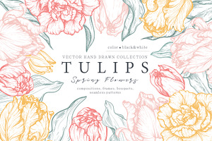 Tulip Flowers Vector Set