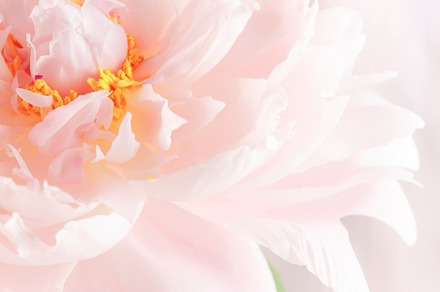 Gorgeous delicate pink peonies, blooming tender natural backgrou, a Nature Photo by 5PH