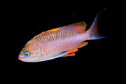 Underwater picture of anthias fishes, an Animal Photo by A. Martín UW Photography (Thumbnail 1 of 3)