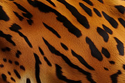Safari Animals Skin Print Texture, a Graphic by UniqueMe (Thumbnail 20 of 21)