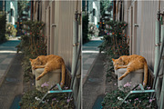25 Japan Lightroom Presets, an Action Add-On by Viktor Gjokaj (Thumbnail 7 of 11)