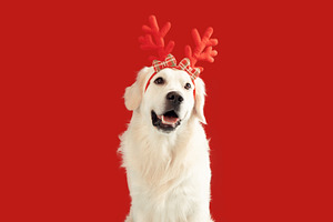 Dog Christmas banner. Funny golden retriever dog wearing xmas reindeer antlers,, a Photo by Prostock-Studio