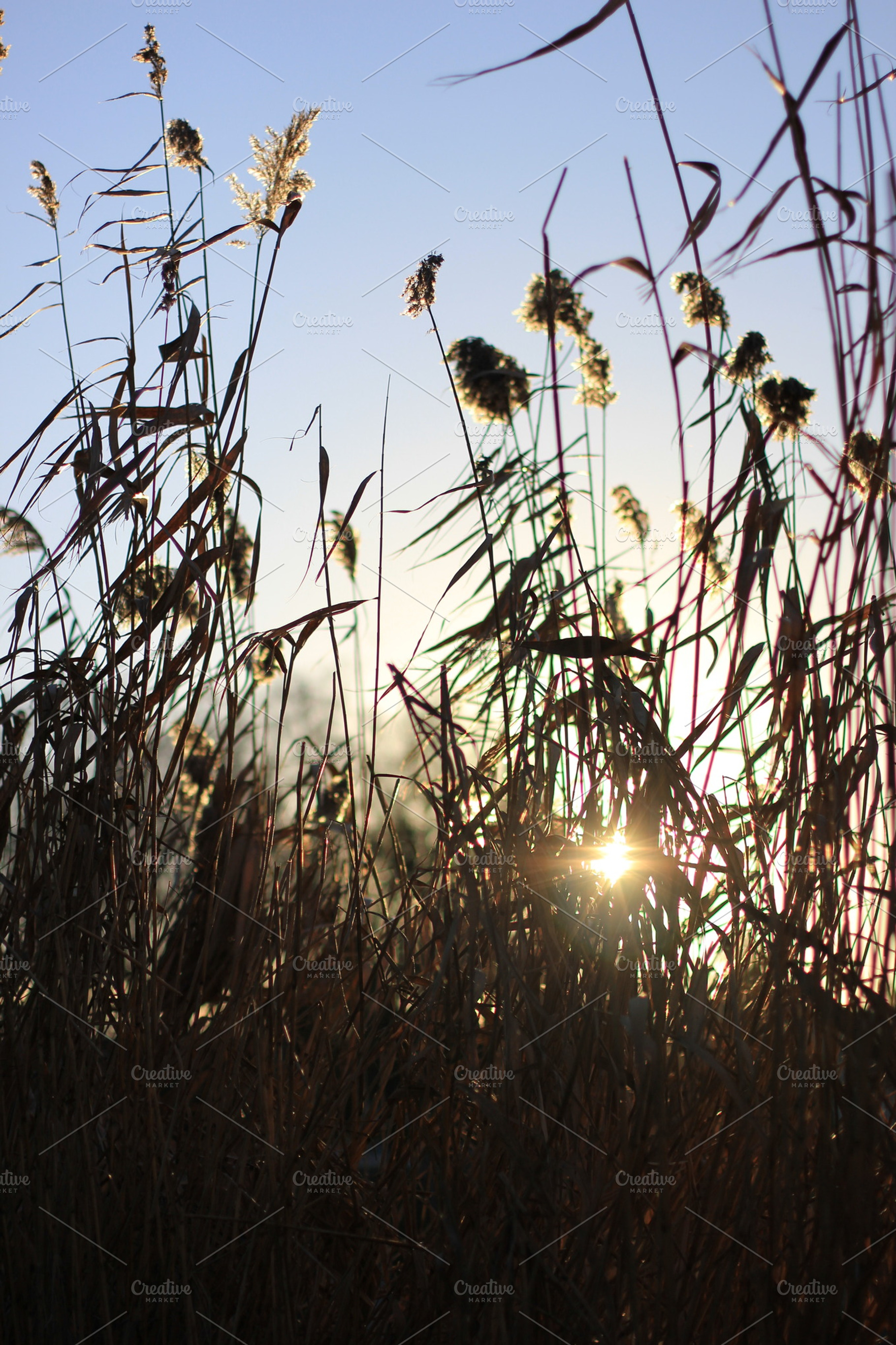 Flying Reeds