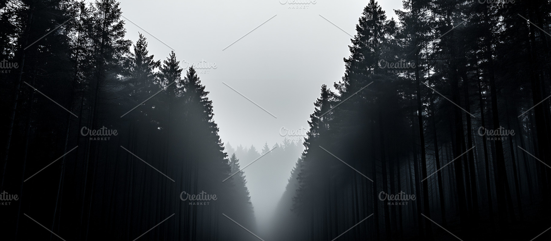 Mysterious fog-filled forest path, a Nature Photo by MistyDay