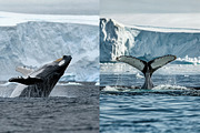 160 Arctic and Antarctic images, a Nature Photo by Handmadefont (Thumbnail 12 of 13)