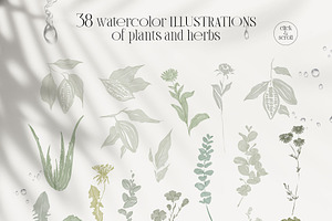 PLANTS & HERBS Illustrations Set