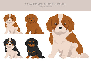 Cavalier King Charles Spaniel