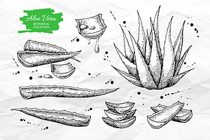 Aloe Vera Set. Botanical Drawings