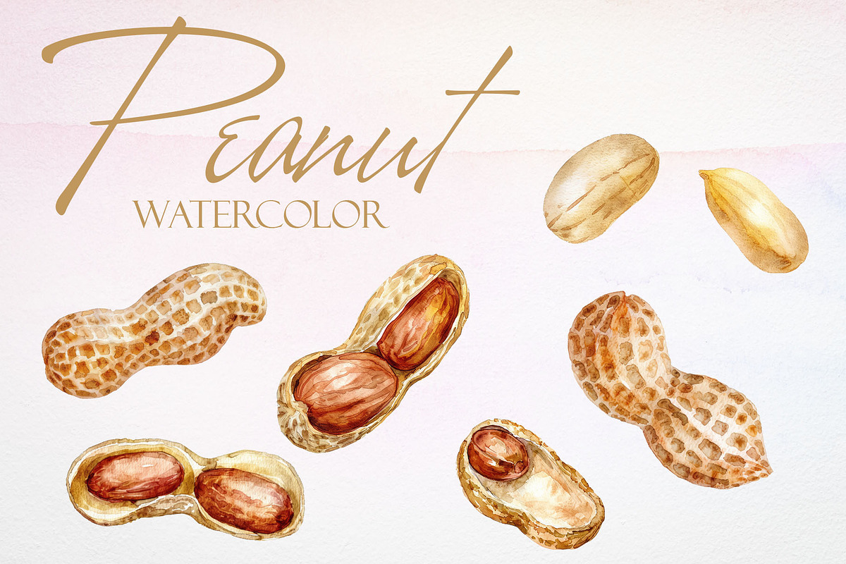 Watercolor Peanut Vector Set, a Pattern Graphic by Deckar_art (Photo 1 of 3)