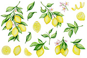 Lemon Tree Watercolor Design Kit, a Decorative Illustration by Artspace (Thumbnail 2 of 8)