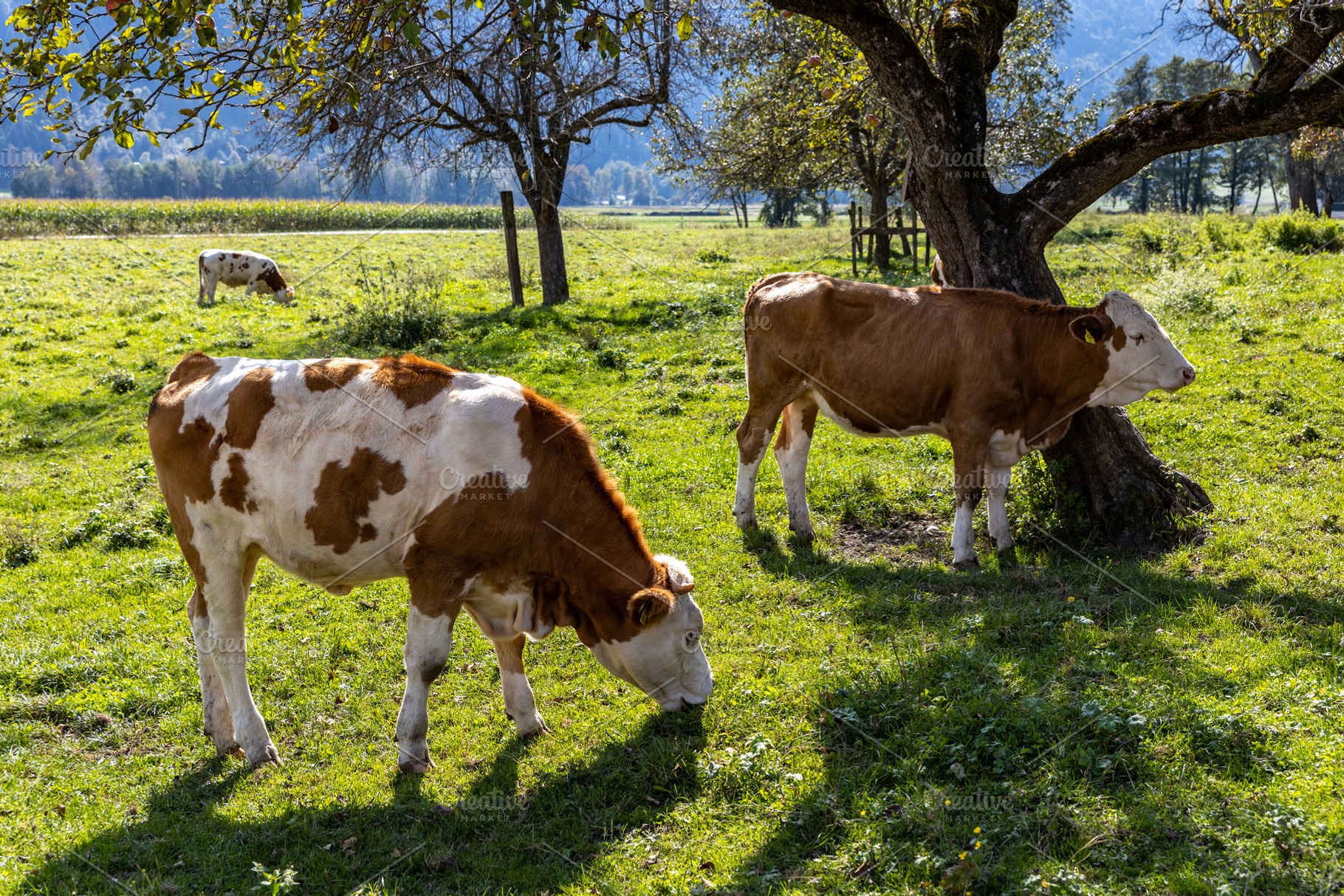 Austrian Alpine cows graze on a gree, an Animal Photo by Photo Kaminski