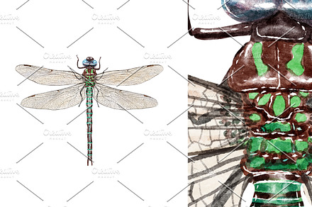 Dragonfly watercolor illustration