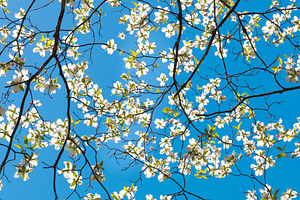 Dogwood tree blossom at springtime containing background, beautiful, and bloom