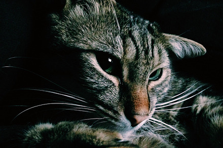 Watchful eyes