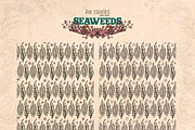 Seaweeds, an Object Illustration by Ink Stories (Thumbnail 23 of 24)