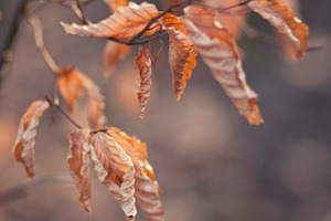 Autumn leaves containing autumn, leaves, and colors