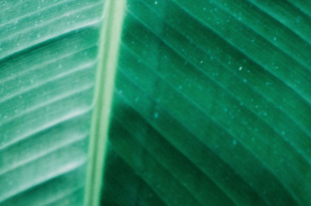 Banana Palm Leaf Styled Stock