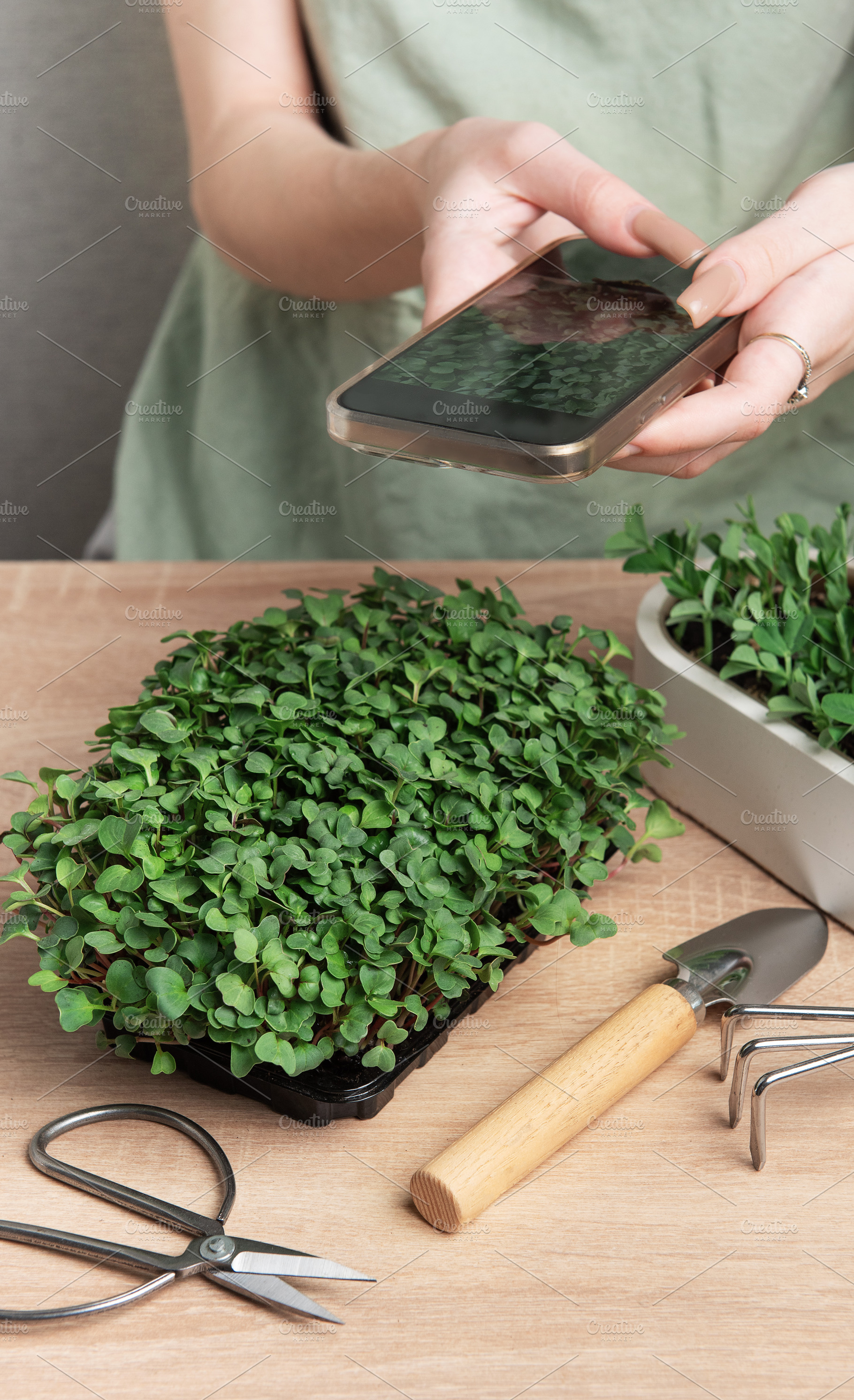 Woman taking photo of microgreens with smartphone, home gardenin, a Photo by Olena Rudo