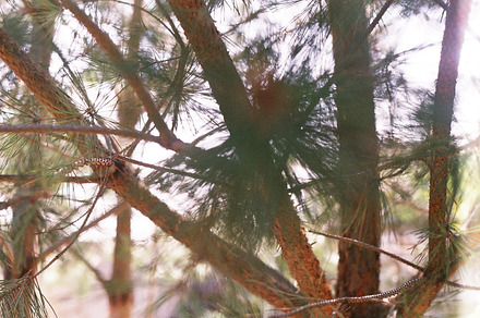 Pine tree