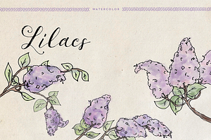 Watercolor Lilacs