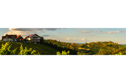 Panorama of Vineyards along the, a Nature Photo by MadPhotos